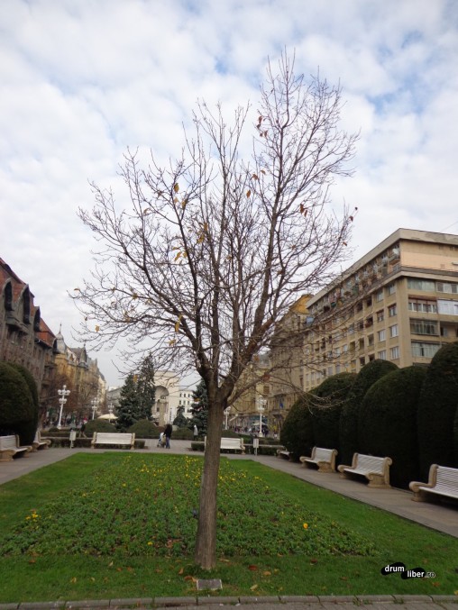 Pomul libertății, Timișoara. Jos este placa pe care scrie cine l-a făcut cadou primului oraș liber din România.